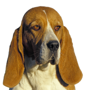Artois Hound, portrait of a dog Artois Hound, portrait of a dog