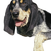 Big Blue Gascon Dog Big Blue Gascon Dog