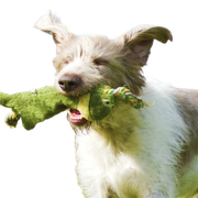 Slovakian rough-haired dachshund running Slovakian rough-haired dachshund running