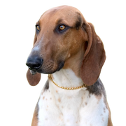 Portrait of typical scenthound poitevin on spring meadow Portrait of a typical scenthound poitevin in a spring meadow