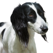 The Taigan is a member of the eastern sighthound family. The Taigan is a very rare breed of dog, of which around 300 have been reported worldwide.