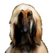 Dog,Mammal,Vertebrate,Canidae,Afghan hound,Dog breed,Carnivore,Borzoi,Saluki,Silken windhound,