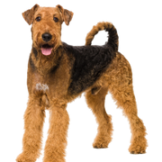 Airedale Terrier dog