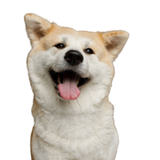 Dog,Mammal,Vertebrate,Canidae,Dog breed,Carnivore,Akita,Akita inu,Shiba inu,Nose,