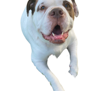 alapaha blue Blood Bulldog breed description, character, temperament, brown white Bulldog dog from America, American dog breed, unknown dog breed, large dog from USA, Bulldog breed