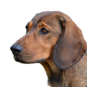 Alpine Dachsbracke temperament and breed description