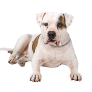 American Bulldog Breed Description