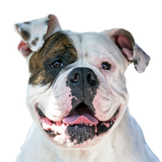 American Bully profile picture breed description