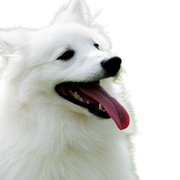 American eskimo dog breed description, intelligent dog breed from America, German Spitz, Urspitz, Spitz white