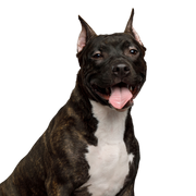 Dog,Mammal,Vertebrate,Dog breed,Canidae,Carnivore,American staffordshire terrier,American pit bull terrier,Bull and terrier,Snout,