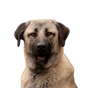 Anatolian Shepherd Dog Temperament, breed description of a great breed from Turkey.