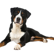 Appenzeller Mountain Dog Profile Picture
