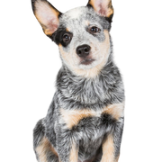 Australian Cattle Dog puppy breed description Merle