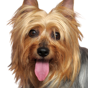 Australian Silky Terrier portrait, small dog with long coat, dog sticks out tongue, dog portrait, australian dog breed, small dog for city and children