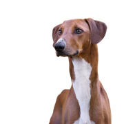 Azawakh is an African greyhound, breed description of a fast dog