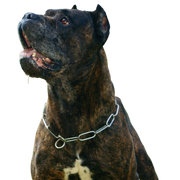 Bandog breed description, temperament of chain dog, large Molossian mix, dog living on chain, unrecognized large dog breeds, fighting dog