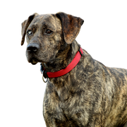 Majorero Canario breed description, brindle large dog with triangular ears, floppy ears, large dog that is not on the list, The Majorero Canario is not a list dog, Spanish dog breed