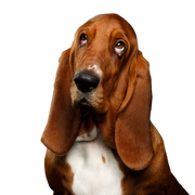 Dog,Mammal,Vertebrate,Canidae,Basset hound,Dog breed,Carnivore,Basset artésien normand,Schweizer laufhund,Snout,