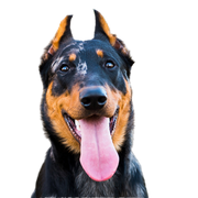 Beauceron profile picture breed description