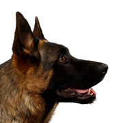 Dog,Mammal,Vertebrate,Dog breed,Canidae,Carnivore,Snout,Belgian shepherd,German shepherd dog,Old german shepherd dog,