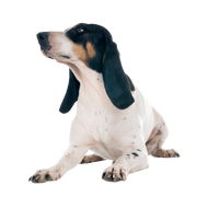 Swiss Hound, Bernese Hound Breed description