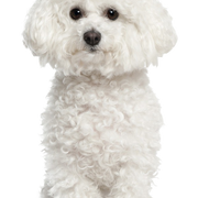 Breed description of a white small dog named Bichon Frise