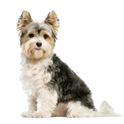 Biewer Terrier breed description, character, small dog breed for seniors, dog for old people, small breed, hypoallergenic breed