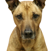 Black Mouth Cur breed description, temperament and everything you need to know about the breed, muscular dog from America that is suitable for hunting and also as a protection and guard dog.