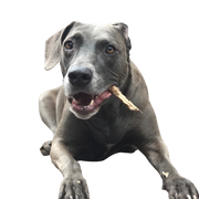 Blue Lacy breed description, temperament of sheepdog from America, American dog breed temperament, silver dog, dog similar to Weimaraner, dog similar to Greyhound from coat