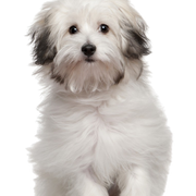 Bolognese dog breed description, small white dog with black spots, dog with straight hair gets curls, puppy with straight hair, small dog breed, calm dog breed