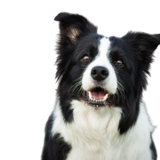 Border Collie breed description