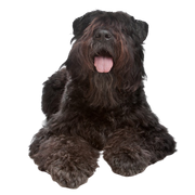 Bouvier des Flandres, breed description therapy dog, pedigree dog, dog with curls