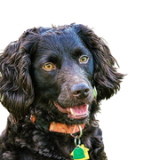 Breed description and character of the Boykin Spaniel