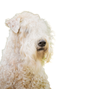 Breed description Irish Soft Coated Wheaten Terrier