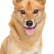 Finnish Spitz lying on a white background and panting, dog with standing ears, red dog breed, dog similar to German Spitz, Karelo-Finnish Laika, Suomenpystykorva