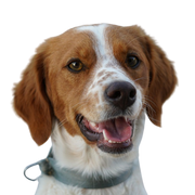 Bretan Spaniel, brown white dog with floppy ears and very short tail, no tail at birth, dog with stubby tail, French dog breed, Brittany dog