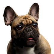 Dog,Mammal,Vertebrate,Canidae,Dog breed,French bulldog,Snout,Companion dog,Carnivore,Bulldog,