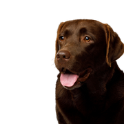 Dog,Vertebrate,Dog breed,Canidae,Labrador retriever,Mammal,Retriever,Sporting Group,Carnivore,Snout,