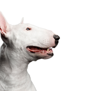 Mammal,Dog,Vertebrate,Bull terrier (miniature),Canidae,Old english terrier,Dog breed,Bull terrier,Bull and terrier,English white terrier,