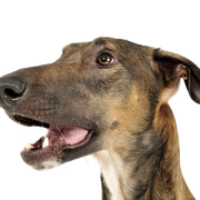 Chart Polski, Polish Greyhound brown, big dog breed, skinny dog, greyhound from Poland