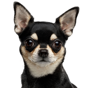 Dog,Mammal,Vertebrate,Canidae,Dog breed,Chihuahua,Puppy,Carnivore,Snout,Companion dog,