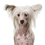 Chinese Crested Dog or Naked Dog Breed Description