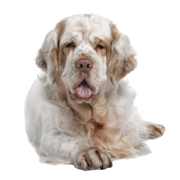 Clumber Spaniel breed description, massive dog, hunting dog from Great Britain, English dog breed, retriever dog, white dog, spaniel breed