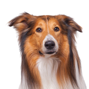 Collie breed description, long haired collie, herding dog, family dog, dog with long coat, smooth coat, dog with prick ears, working dog, tri-colored breed from Scotland