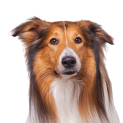 Collie breed Collie breed description, long haired collie, herding dog, family dog, dog with long coat, smooth coat, dog with prick ears, working dog, tri-colored breed from Scotland