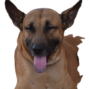 Combai dog breed description, big brown dog with purple tongue and prick ears