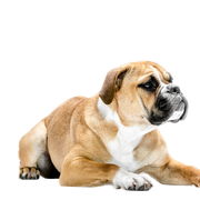 Continentale Bulldog Dog