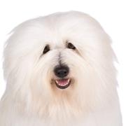 Coton de Tulear white, dog similar to Bolognese and Havanese, dog also called cotton dog, allergy dog, dog breed for allergic people, allergy to dog hair can be eliminated with this breed, dog similar to Bichon Frise, white small dog breed for beginners, dog for children, children dog breed, family dog, dog combed for a dog show, smoothed coat on dog, breed description and character,