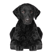 Breed description of Curly Coated Retriever, dog with black curls, dog that looks like Labrador but with curls, purebred dog with curls, temperament and character of Curly Coated Retriever, retriever breed, hunting dog