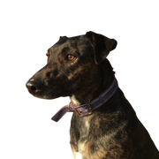 Cursinu, French dog breed, brindle dog breed, dog with tiger color and white mark, herding dog from Corsica, dog breed from France